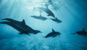 dolphin spotting in Goa